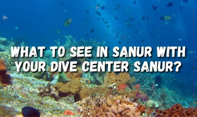 Sanur marine life